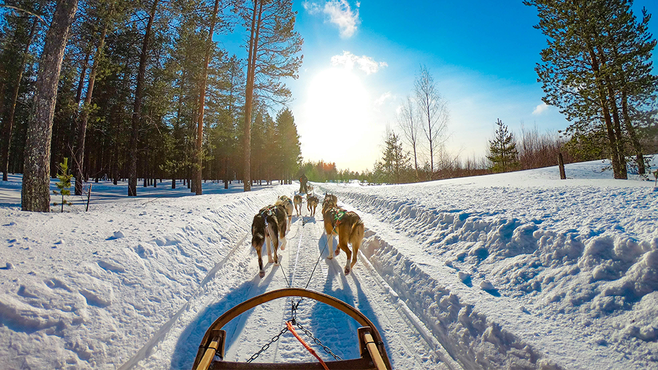 alaska dogsled