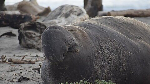 JANUARY 28 – CRUISE ELEPHANT ISLAND/CAPE LOOKOUT