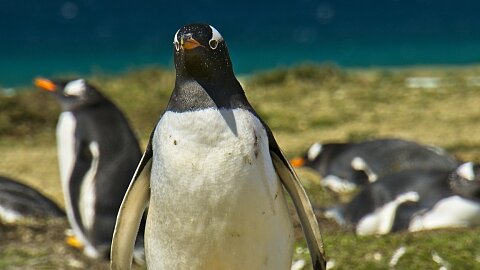 JANUARY 30 – STANLEY, FALKLAND ISLANDS