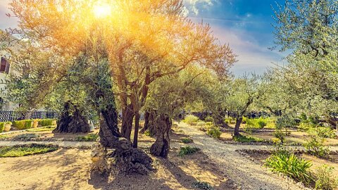 November 22 – Mount of Olives, Palm Sunday Road, Gethsemane, Bethlehem