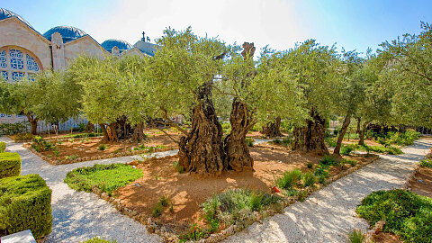 November 17 - Mt. of Olives, Garden of Gethsemane, Bethlehem