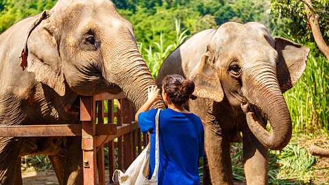 November 12 - ChangChill Elephant Experience