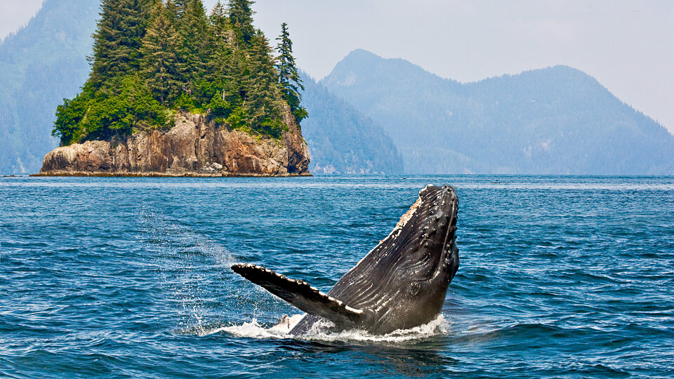 whale watching alaska 1