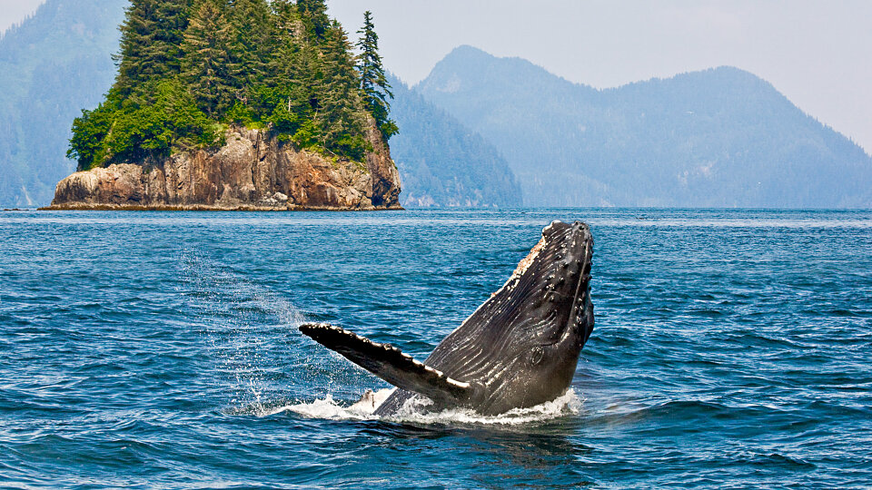 whale watching alaska 1